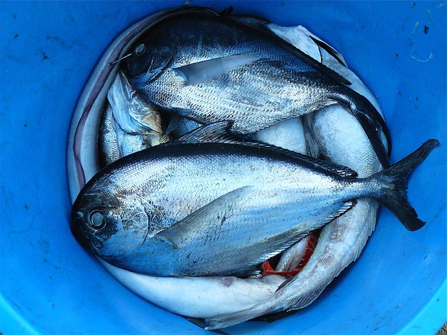 fishes-g8c1ceabd6_640.jpg